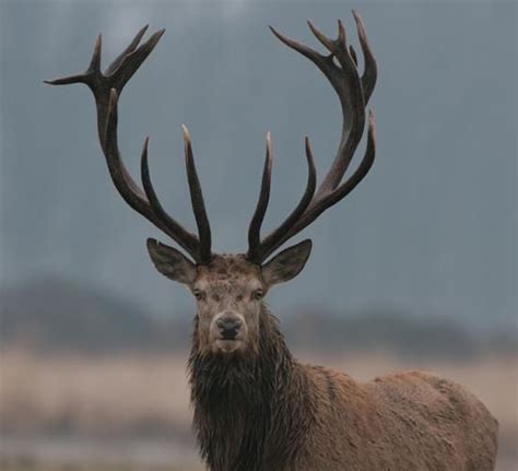 Pretty Male Deer Antlers | Male Red deer - beautiful antlers (EdelHert ...