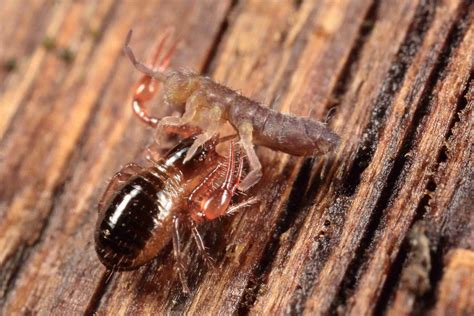 Pseudoscorpions: Harmless Creatures, Menacing Appearances - Owlcation