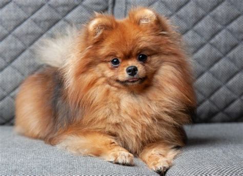 About The Breed: Pomeranian Highland Canine Training | lupon.gov.ph