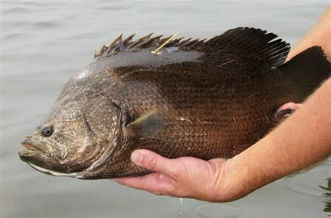 Tripletail Fishing: Tips and Tactics - SkyAboveUs