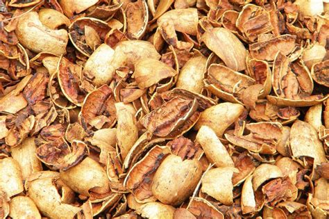 What Happens To All The Pecan Shells? FAQ