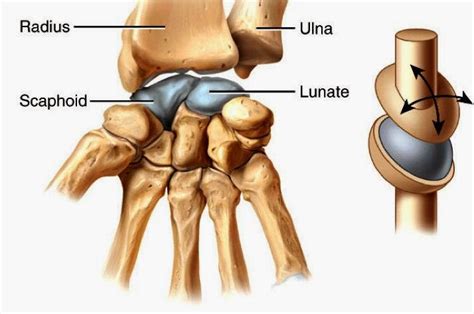 Skeletal System