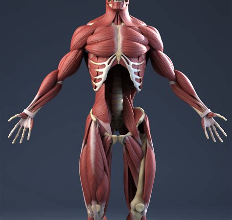 Male Anatomy(muscles,skeleton) 3D Model