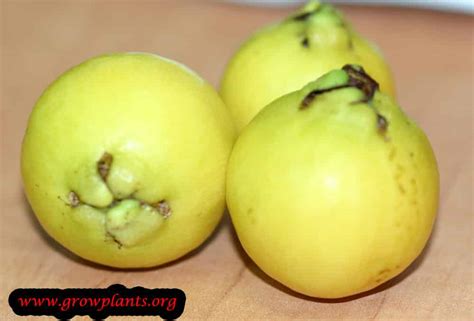 Lemon Guava - How to grow & care