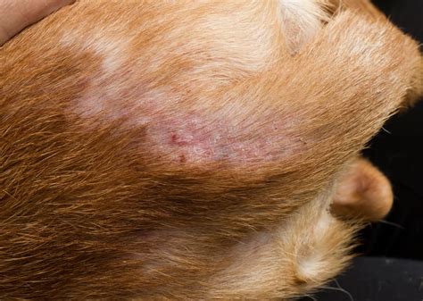 Flea Bites on Dogs: What Do They Look Like? | Great Pet Care