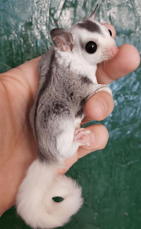 a hand holding a tiny mouse in it's palm, with its eyes wide open