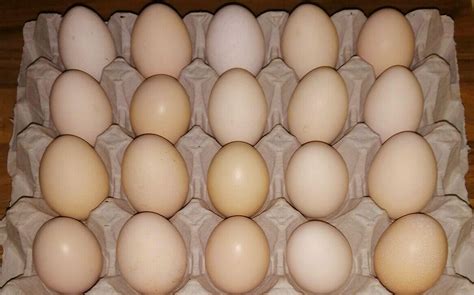 Silkie eggs - Cluckin