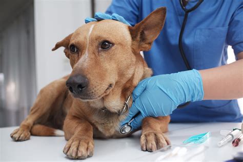 Dog Sedated After He 'Chose Violence' at Vets Leaves Internet in ...