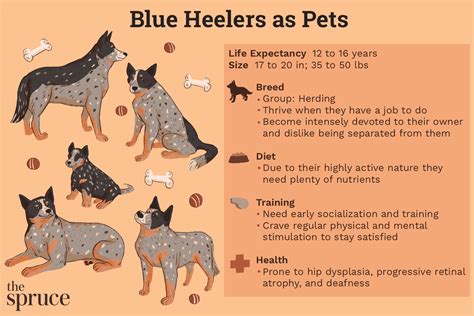 How Long Are Blue Heelers Pregnant