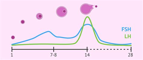 Niveaux de FSH et LH lors du cycle menstruel