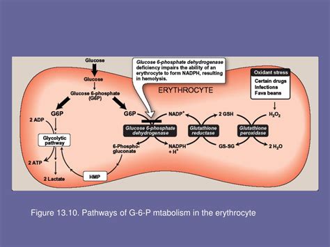 PPT - Pentose phosphate pathway and NADPH PowerPoint Presentation, free ...