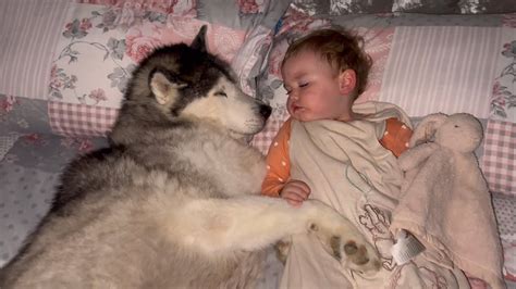 Adorable Husky PROTECTS My Baby While She’s Sleeping!😭. - YouTube