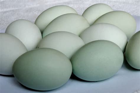 Araucana/Ameraucana hatching eggs 10 some rare assorted colors and ...