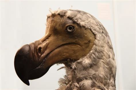 This Is the Real Story of the Beautiful Dodo Birds – Animal Encyclopedia