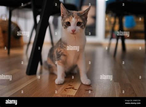 Cat Under The Table Stock Photo - Alamy