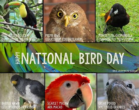 Are you part of the over half a million avian admirers who will ...