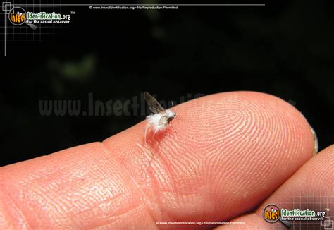 Woolly Aphid