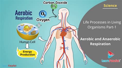 √ Aerobic Respiration / Respiration Respiration Is The Release Of ...