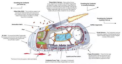 Centipede Anatomy - Anatomy Reading Source