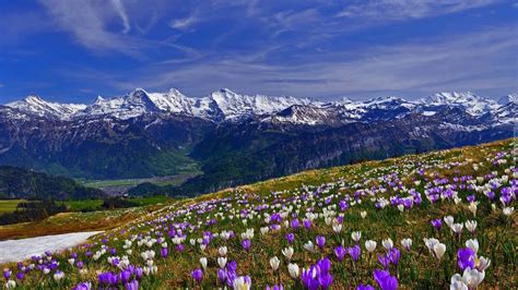 Góry, Łąka, Krokusy | Landscape wallpaper, Landscape, Mountain landscape