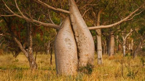 Australian baobab tree, Kimberley region, Western Australia - Bing Gallery