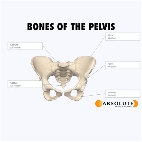 Pelvic Floor Anatomy - Absolute Health & Wellness