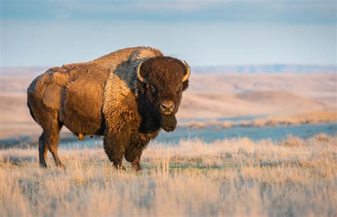 Riled-Up Bison Nearly Charges at Tourists in Nail-Biting Footage - Newsweek