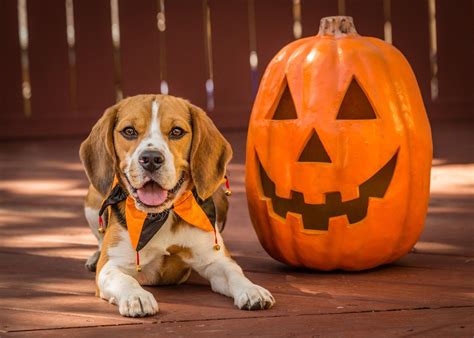 5 Tips For Photographing Pets in Costumes | Photzy