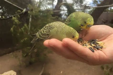 What Can Budgies Eat? (Fruits, Vegetables, Grains) - Bird Feeder Hub