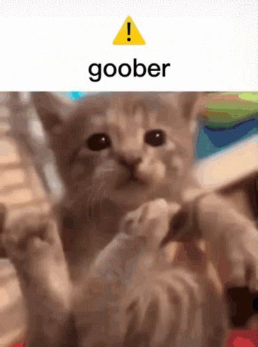 Goober Tank The Cat GIF – Goober Tank The Cat – discover and share GIFs