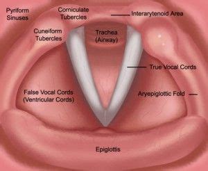 --Care of Your Voice | Speech therapy materials, Speech pathology ...