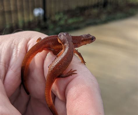 Life Stages of the Eastern Newt | Panhandle Outdoors