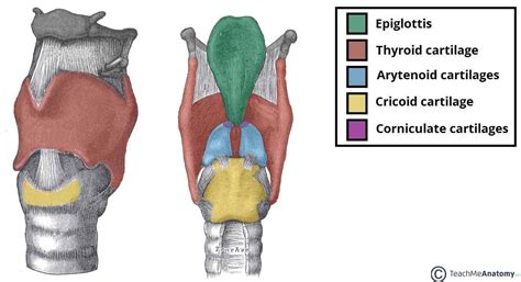 Cricoid Cartilage - Biology Simple