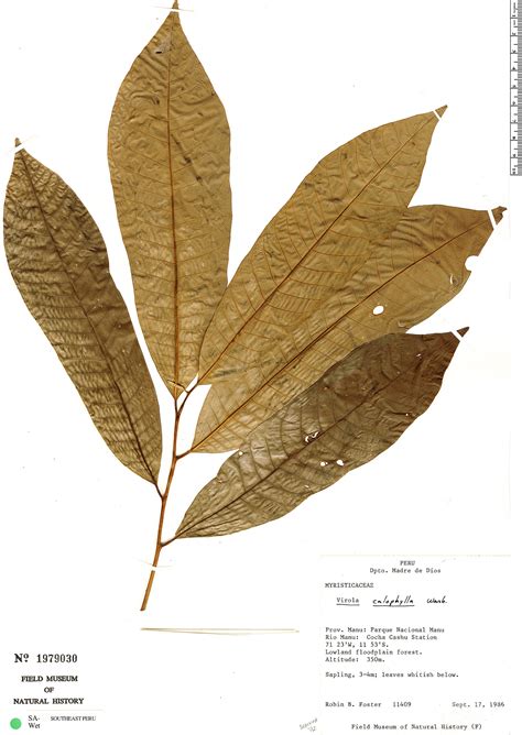 Virola calophylla | Rapid Reference | The Field Museum