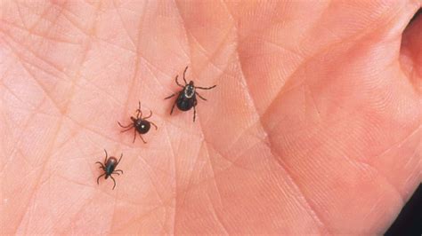 Tick Identification - Deer Ticks, Lone Star Ticks, Dog Ticks