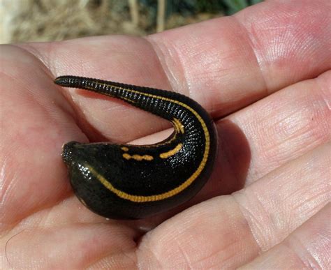 All About Leeches | MTPR