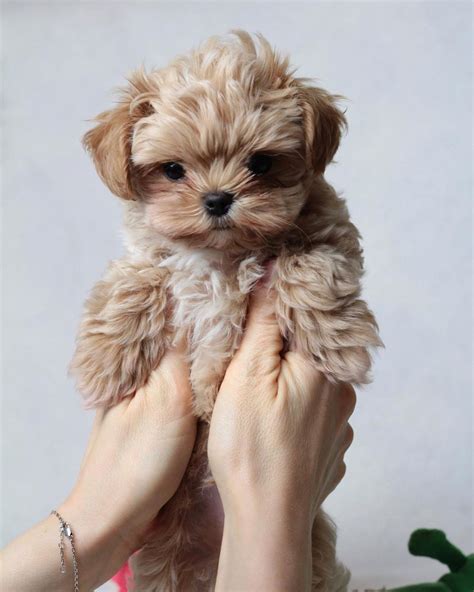 Maltipoo puppies for sale under $400/Maltipoos for sale