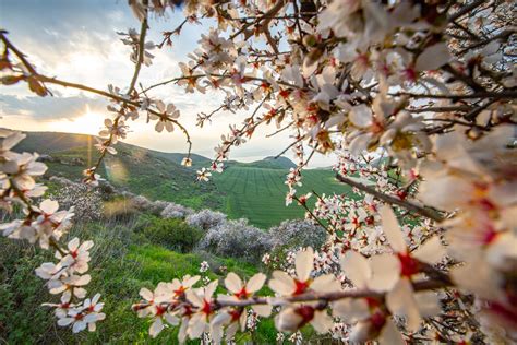 Erupting with flowers before spring, almond tree a bounty of Jewish ...