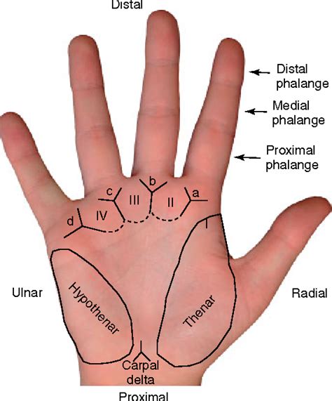 Anatomy Of The Hand Skin