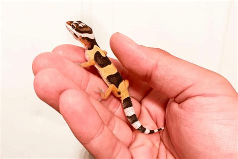 How To Take Care Of A Baby Gecko?