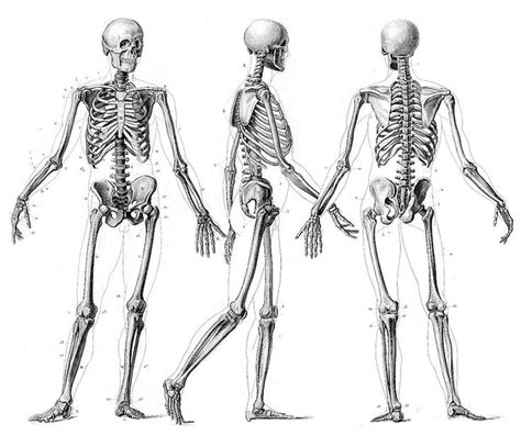 three different views of the human body, with bones and muscles ...