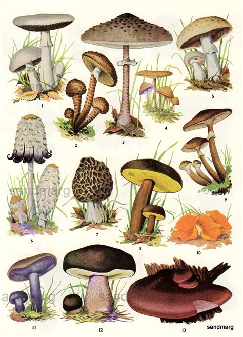 Edible fungi chart. If the world is ever covered in darkness, the only ...