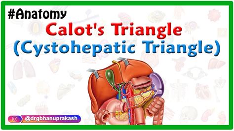 Calot's triangle (cystohepatic triangle) - Boundaries , contents ...