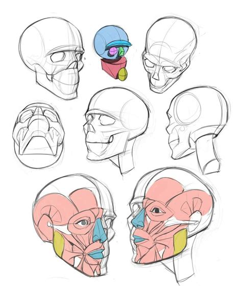 Pin de mochi en 顔 参考 | Arte de anatomía humana, Dibujo anatomia humana ...