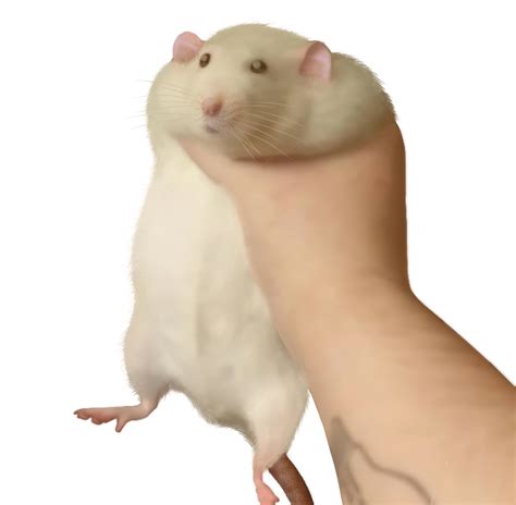 Rat Hand Blank Template - Imgflip