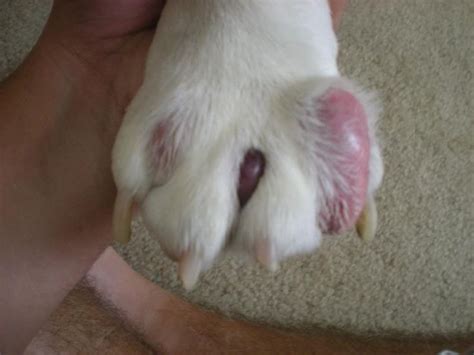 What Causes Dog Cysts