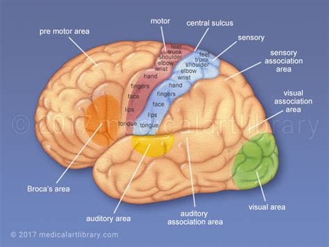 Cerebral Cortex Labeled