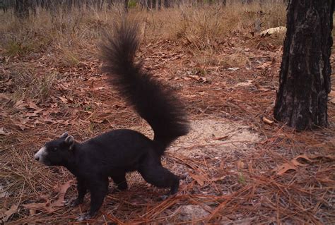 Species Spotlight: Fox Squirrel — The Wildlife Society - Florida Chapter