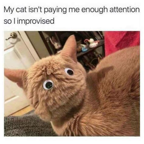 Funny Cat Memes 2024 Clean - Devi Kaylee