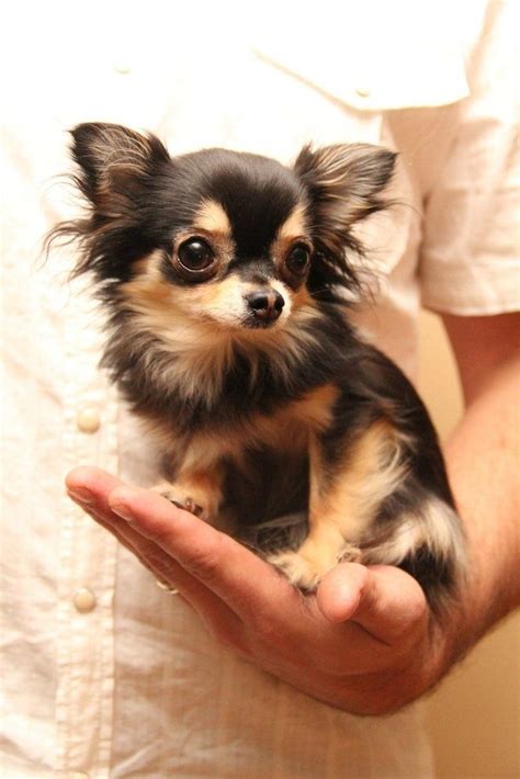 Patrick Nichols (0534ri5qsqe02so) | Chihuahua puppies, Dog modeling ...